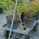 thumbnail image 2 of 2Pcs Water Ladle Long Handle Watering Ladle Stainless Steel Soup Ladle Spoon Flowers Watering Ladle, 2 of 4