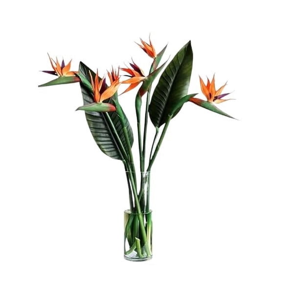KaBloom: 5 Birds of Paradise in Vase, Next-Day Delivery, Gift for Every Occasion.