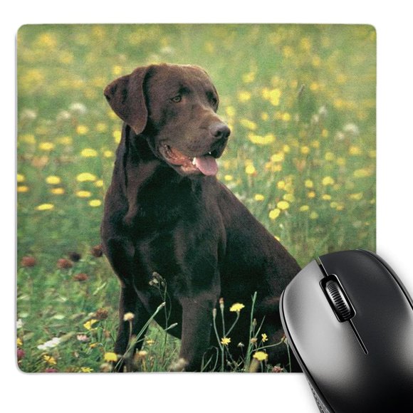 3dRose - Labrador Retriever pour Chiens - Labrador Retriever Chocolat - Tapis de Souris (mp-806-1)