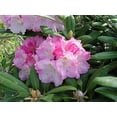 thumbnail image 3 of Yaku Prince Rhododendron, 3 of 6