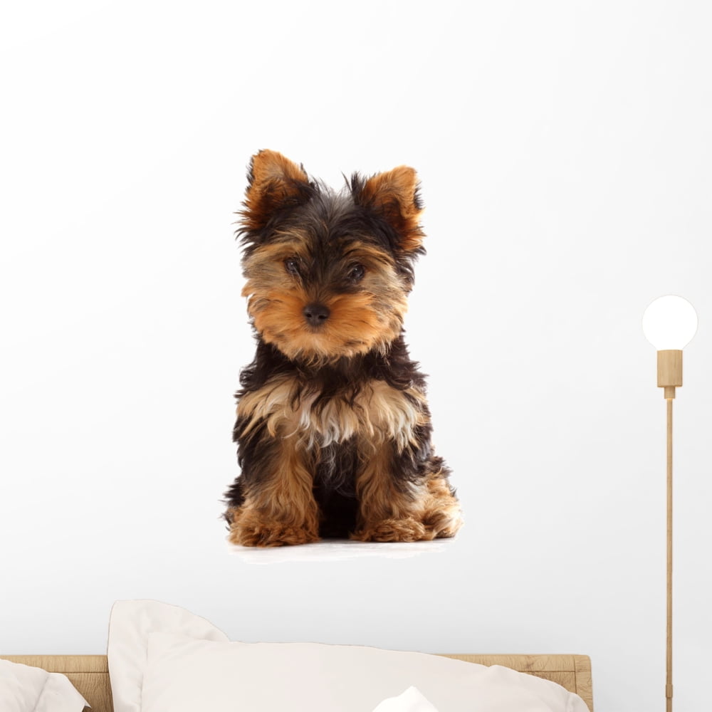 Yorkshire Terrier Puppy White Wall Mural Decal Sticker, Wallmonkeys