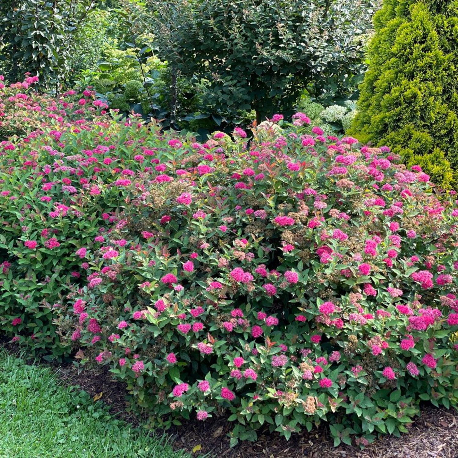 Proven Winners ColorChoice 5" Red Double Play Doozie Spirea Live Plant in 4.5" Pot (4 Count)