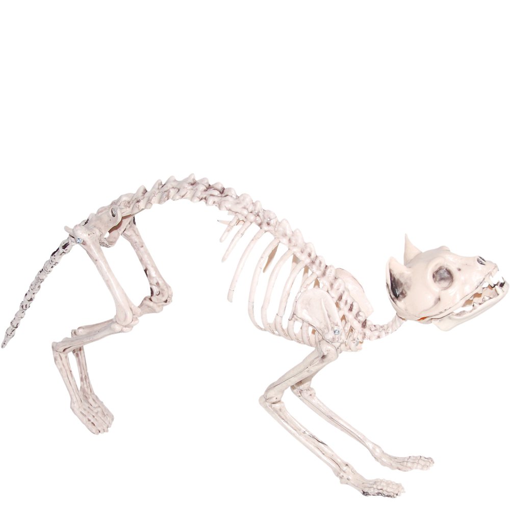 GLOBAL TREND INNOVATIONS LTD Skeleton Cat, Halloween Props and Decorations, 3 1/2" W x 24" L x