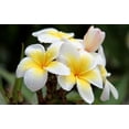 thumbnail image 4 of Frangipani Live Plumeria Plant Cutting White Hawaiian  8"- 12" Long. Full Sun, 4 of 5