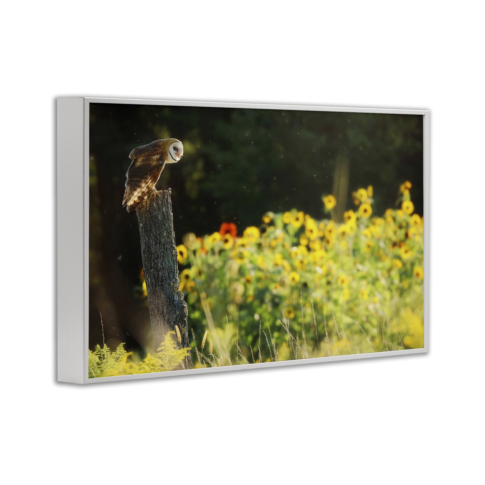 Stupell Industries Owl Perched in Meadow Landscape Photography White Framed Art Print Wall Art, 18 x 12