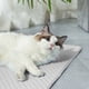thumbnail image 4 of XWSHYW Alfombras de Baño Nueva Almohadilla de Hielo para Mascotas, Almohadilla Radiante de Verano, Almohadilla Transpirable, Suministros para Mascotas, 4 of 6