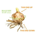 thumbnail image 5 of Garden State Bulb Yellow Bruse Asiatic Lily Flower Bulbs, Spring Planting (Bag of 10), 5 of 8