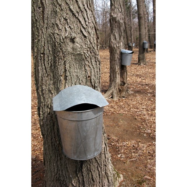 Maple Tree Sap Buckets (36x54 Giclee Gallery Art Print, Vivid Textured