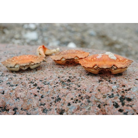 Stone Crab - LAMINATED POSTER Stone Crab Skald Crab Poster Print 24 x 36