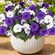 thumbnail image 1 of Flores Artificiales Ramo de Petunias Falsas de 7 Ramas Decoración de Jardín Exterior Resistente a los Rayos UV en Blanco y Púrpura para Balcón Porche Patio Paisajismo, 1 of 5