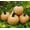 Hot Chocolate, variant on Pumpkin Seeds for Planting (10 Seeds) - Exotic and Hard to Find Pumpkin, Squash and Gourd Seeds - Vegetable Garden Seeds (Pink Pumpkins)