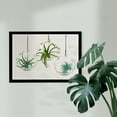thumbnail image 2 of Wynwood Studio Floral and Botanical Framed Wall Art Prints 'Hanging Air Plants in Glass' Botanicals Home Decor - Green, White, 19" x 13", 2 of 4