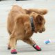 thumbnail image 5 of Botas protectoras para perros , juego de 4 orificios transpirables y antideslizantes, 3 tamaños / 2 Rojo 8 Yuyangstore Botas para mascotas, 5 of 8