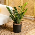 thumbnail image 3 of Costa Farms 24" ZZ Plant Live House Plants in 10" Grower Pot, 3 of 9
