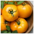 thumbnail image 4 of Everwilde Farms - 50 Goldie Heirloom Tomato Seeds - Gold Vault Seed Packet, 4 of 4