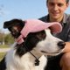 thumbnail image 1 of Dog Hat Corduroy Pet Cap Adjustable Baseball Hat For Small Dogs Cats Summer Sun Protection Pet Cute Puppy Accessory Breathable Cap L, 1 of 8