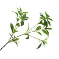 thumbnail image 2 of Sunjoy Tech Fake Green Leaves Realistic Decorative Plastic Artificial Pieris Japonica Branch Leaves Decor Desktop Ornament, 2 of 8