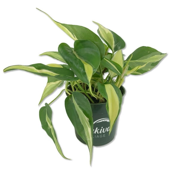 Silver Stripe Philodendron - Live Plant in a 6 Inch Growers Pot - Philodendron Erubescens - Extremely Rare and Beautiful Indoor Houseplant - A Rare Tropical Masterpiece