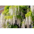 thumbnail image 2 of 5 *Seeds WHITE WISTERIA Floribunda Alba Ornamental Japanese Flower Vine Seeds, 2 of 10