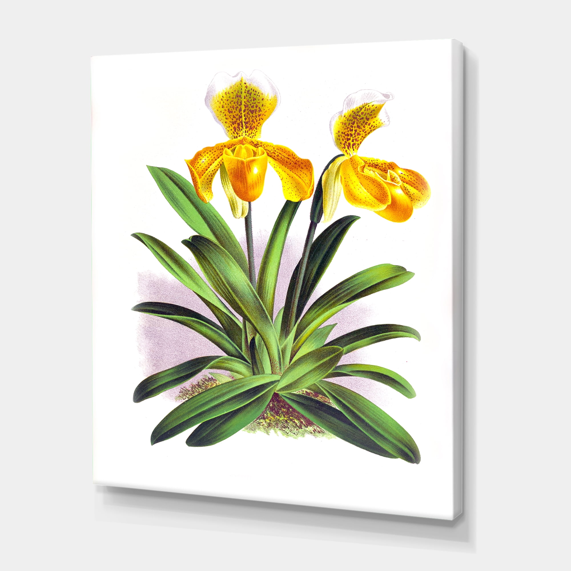 Designart ' Yellow Vintage Orchid ' Traditional Canvas Wall Art Print