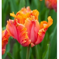 10 Avignon Parrot Tulip Bulbs for Planting - Easy to Grow Perennial Tulips