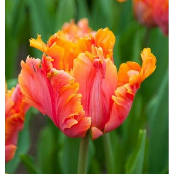 10 Avignon Parrot Tulip Bulbs for Planting - Easy to Grow Perennial Tulips