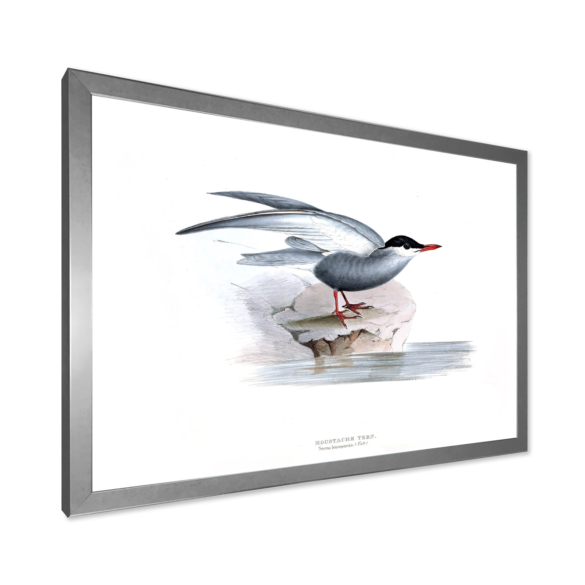 Designart 'Ancient Bird Of Europe I' Traditional Framed Art Print