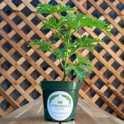 1 Citronella Plant in 4” Nursery Pot