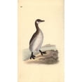 thumbnail image 2 of Red-Necked Grebe (Female), Podiceps Grisegena Poster Print By ® Florilegius Mary Evans (18 X 24), 2 of 4