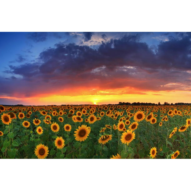 Beautiful Field of Sunflowers on the Sunset Background Country ...