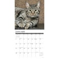 thumbnail image 3 of Just Tabby Cats 2024 12 X 12 Wall Calendar (Calendar), 3 of 4