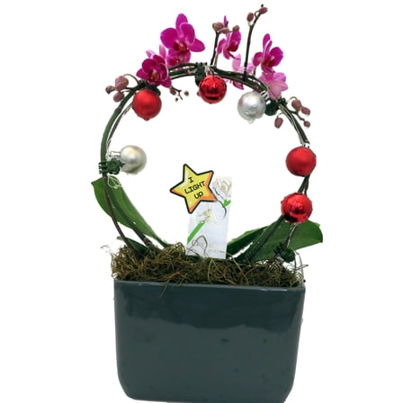 Christmas Infinity Loop with Purple Moth Orchid Plant in Gray Ceramic Pot- Phalaenopsis - 3" Pot - Easy House Plant
