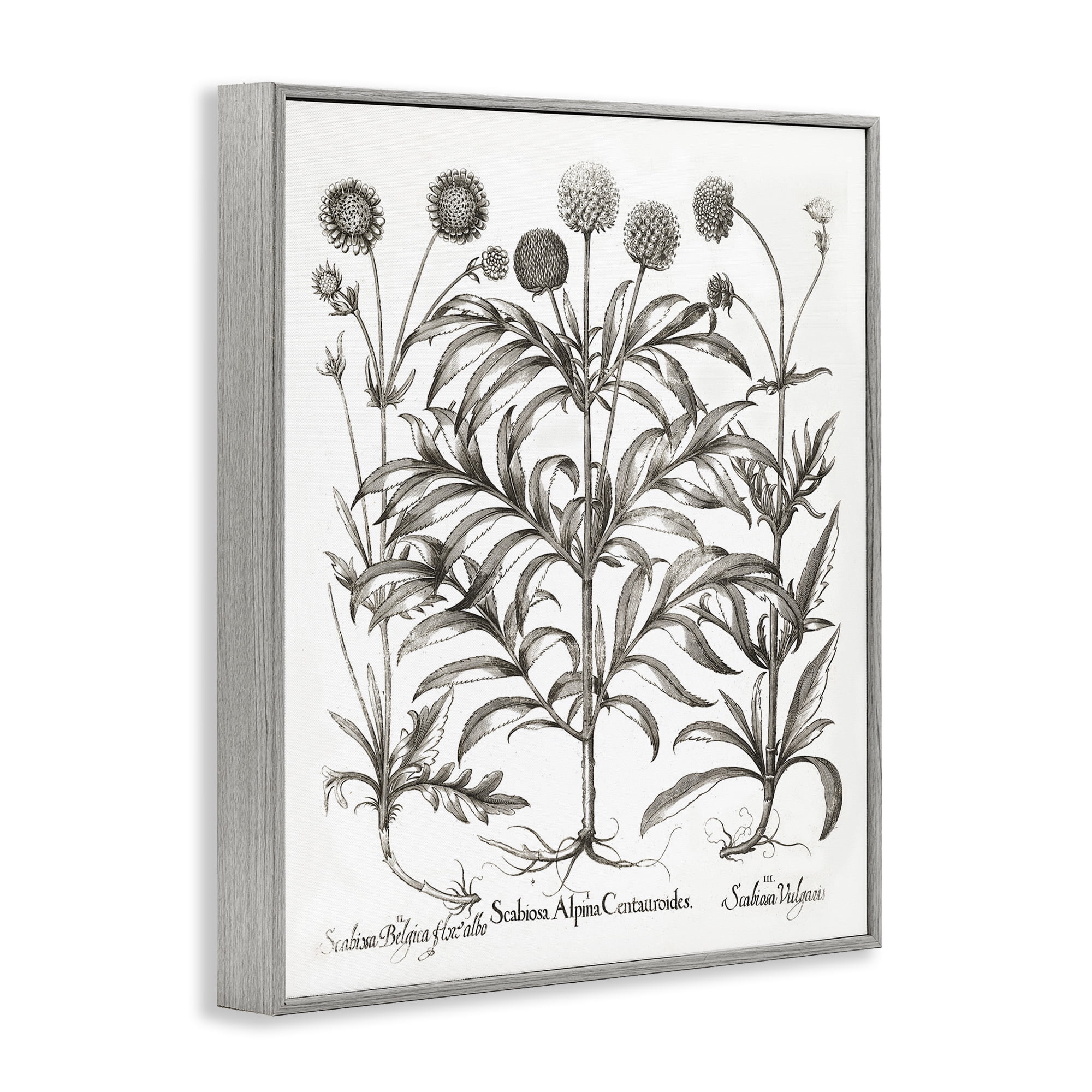 Stupell Industries Scientific Vintage Flowers Botanical & Floral Painting Gray Framed Art Print Wall Art, 11 x 14