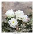 thumbnail image 3 of Bouquet de Flores Artificiales Mainstays Rosa Blanca, 3 of 3
