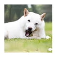 thumbnail image 2 of Stuffed Cheese 6 Inch Shin Dog Bones Nutritious Delicious Refillable Dental Chew (1 Bone), 2 of 7