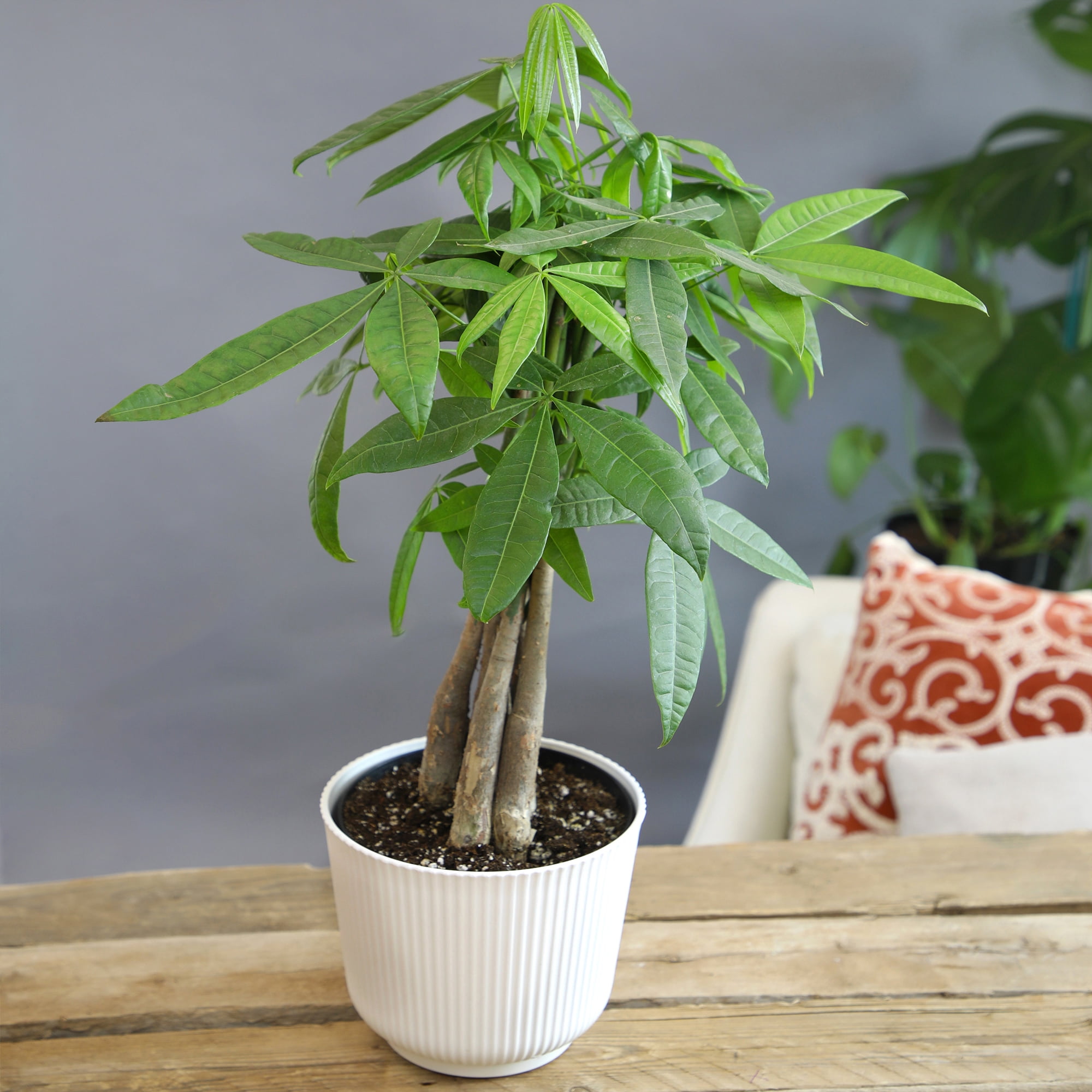 Braided Money Tree | Pet-Safe Houseplant | 6in Decor Pot; Indirect Light | Element by Altman Plants