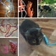 thumbnail image 5 of Correa de entrenamiento antideslizante con cuerda reflectante, correa de escalada para mascotas para perros y gatos, color azul, L, 5 of 5