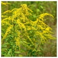 thumbnail image 3 of Everwilde Farms - 1/4 lb Canada Goldenrod Native Wildflower Seeds - Gold Vault Bulk Seed Packet, 3 of 3