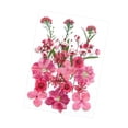 thumbnail image 2 of Flores prensadas secas Strade Fareast Limited Material de fabricación DIY Rosa rojo, 2 of 8