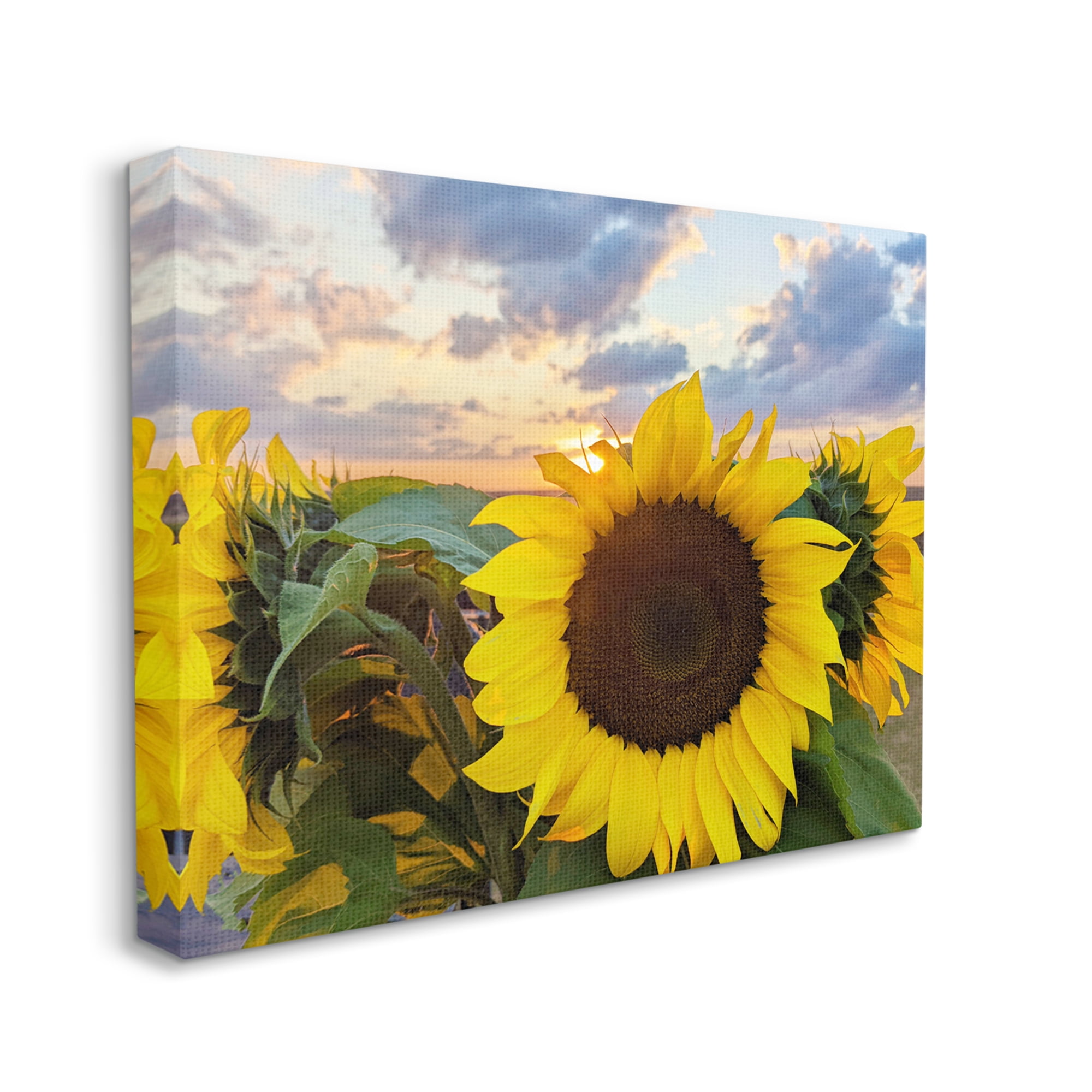 Stupell Industries Bright Yellow Sunflowers Blooming Warm Sunrise Sky Canvas Wall Art, 48 x 36, Design by Kali Wilson