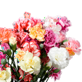 thumbnail image 2 of 100 Stems of Novelty Carnations, 2 of 4