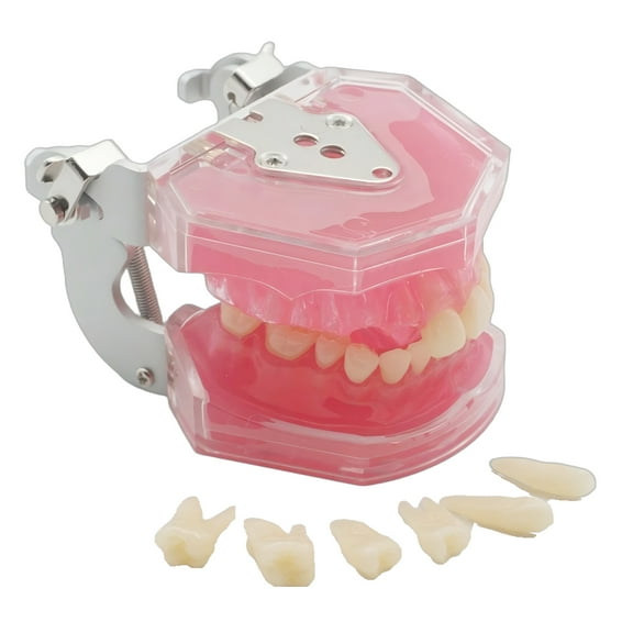 Dental Demonstration Tooth Extraction Model Standard Study Teaching All Removable Teeth