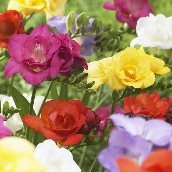 Van Zyverden Freesias Double Blooming Mixed 25 Bulbs Multicolor Partial Sun Perennial Fragrant 1 lb