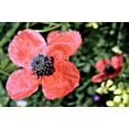 thumbnail image 2 of 50 Seeds Scarlet PRICKLYHEAD POPPY Papaver Argemone Roemeria Long Prickly Poppy Red Black Blue Flower Seeds, 2 of 6