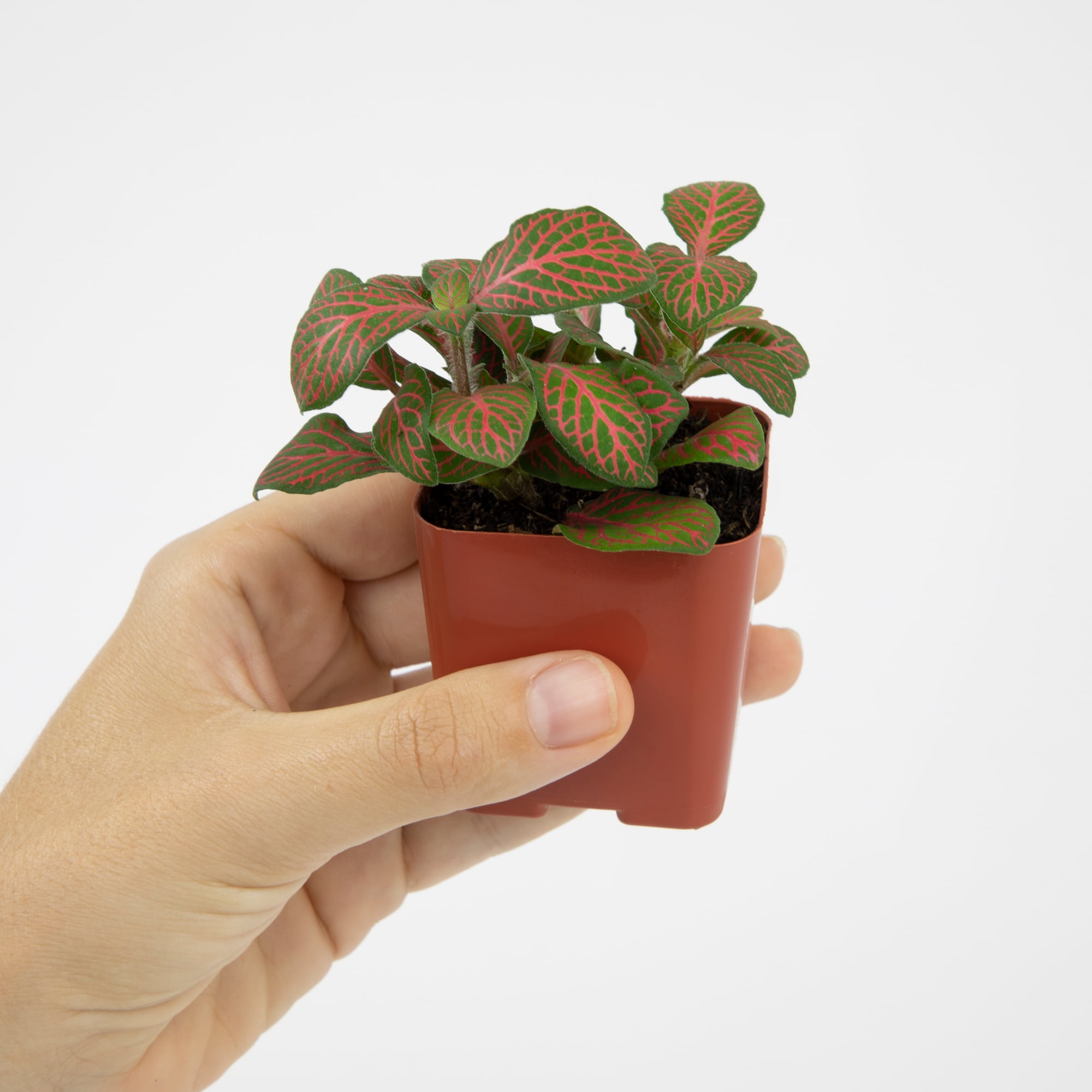 Live Houseplant (6PK) - 6 Air Purifying Plants - Easy Care - 2in Pots - Indirect Sunlight - Altman Plants