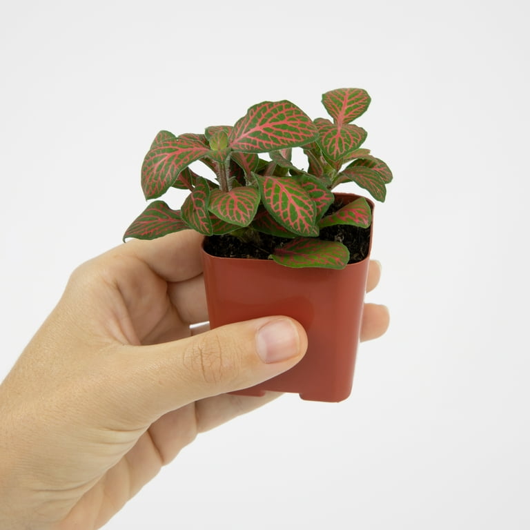 jade plant a succulent Crassula ovata