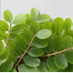 thumbnail image 2 of 2 Plantas Artificiales VBG Corona Decorativo Colgante Follaje, 2 of 3