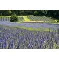 thumbnail image 2 of Dana Styber 32x23 White Modern Wood Framed Wall Art Titled - Lavender Field II, 2 of 5