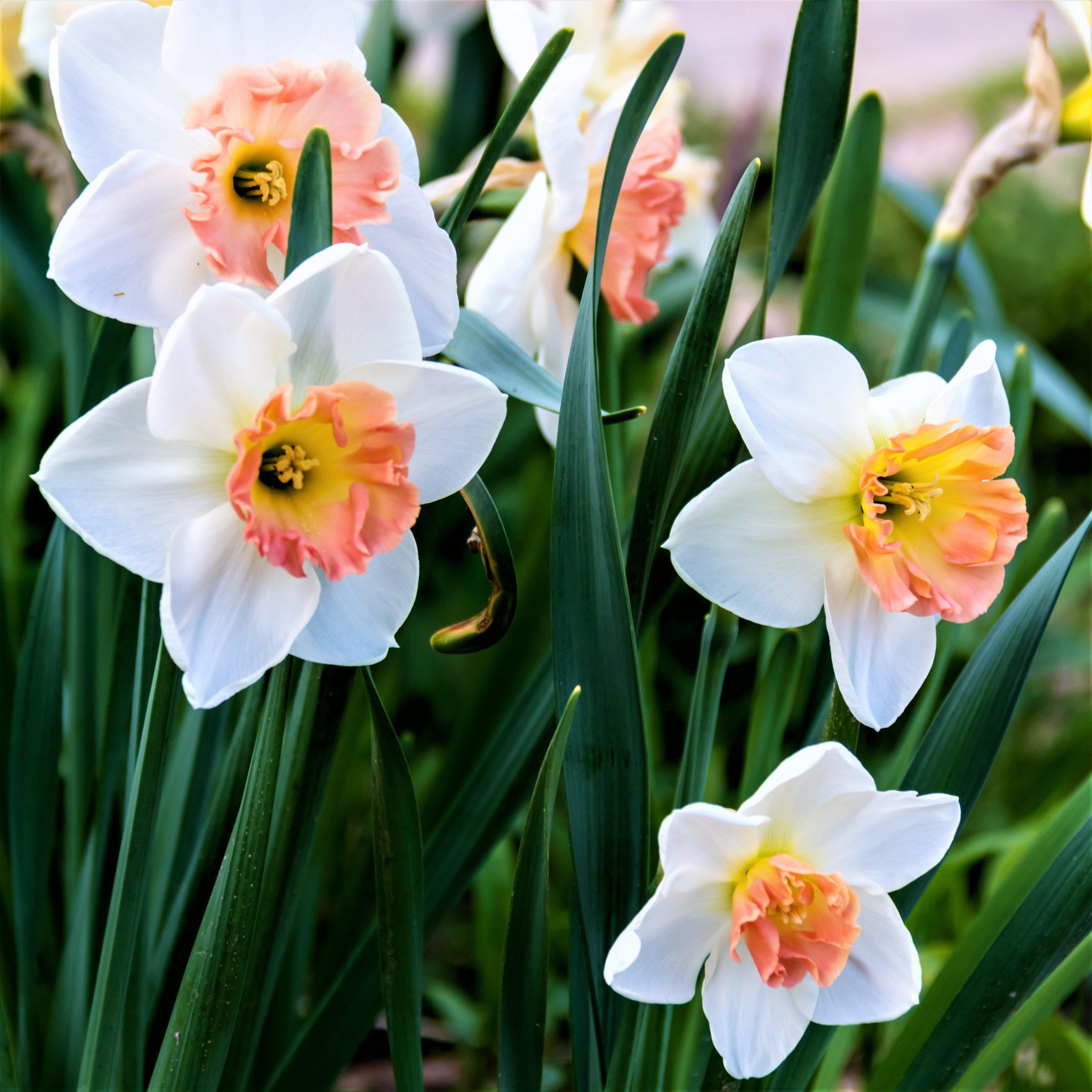 Narcissus Daffodil Precocious - Thumbnail 2