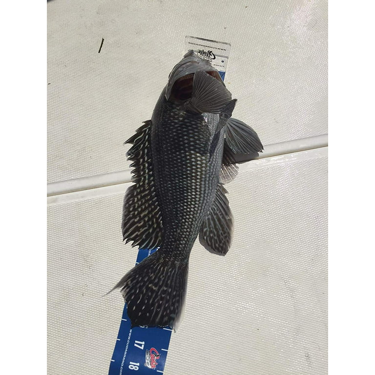Cuda Fish Measure Ruler, 0-50 inches, Blue, 1-Count 